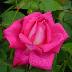 CHARLIES ROSE (hybrid tea)